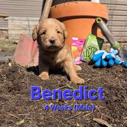Benedict - Red male Labradoodle puppy in Genoa City, Wisconsin from Sakura Pups