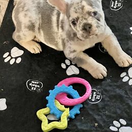 French Bulldog Puppies from Frenchie Perfection
