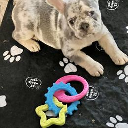 French Bulldog Puppies from Frenchie Perfection