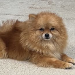 Stella - Pomeranian