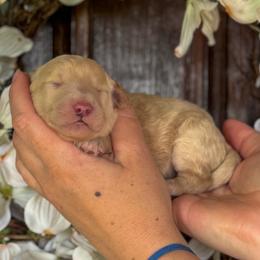 Frankie - Cream female Goldendoodle puppy in Enumclaw, Washington from Owen-a-Doodle