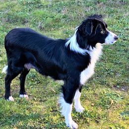 Shore - Border Collie