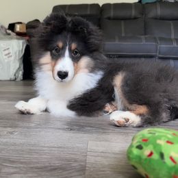 Rolo - Black white and tan male Shetland Sheepdog puppy in Elk, Washington from Asgard Shetland Sheepdogs