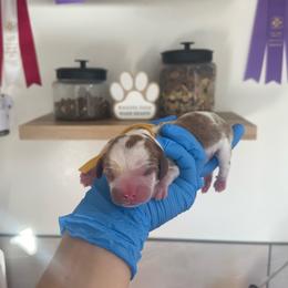 Yoshi - Blenheim male Cavalier King Charles Spaniel puppy in Shingle Springs, California from California Spaniels