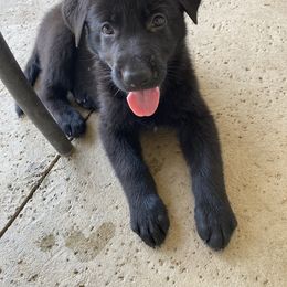 German Shepherd Puppies from Janet Griffen