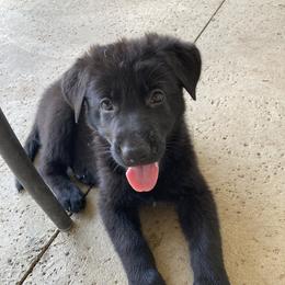 German Shepherd Puppies from Janet Griffen