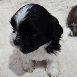 Franky - Black and white male Shih Tzu puppy in Carthage, Missouri from Cooley's Cuddle Pups