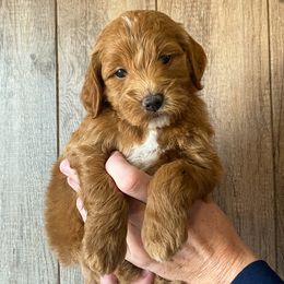 Cavapoo and Goldendoodle Puppies from A2Z Doodles