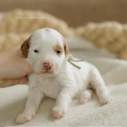 Hazelnut - Parti female Goldendoodle puppy in Hiddenite, North Carolina from Rose and Reid Doodles