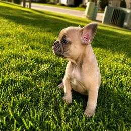 French Bulldog puppies from Idaho French Bulldogs
