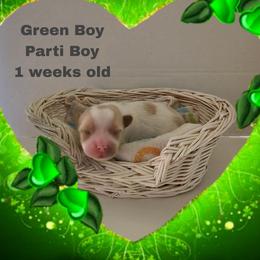 Green parti boy - Parti male Yorkshire Terrier puppy in Inverness, Florida from Luvayorkie&more