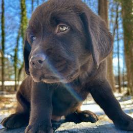 Alvin Patton - Chocolate male Labrador Retriever puppy in Charlotte, North Carolina from Patton Premier Labs