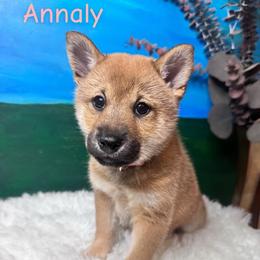Annaly - light pink collar - Red female Shiba Inu puppy in Inverness, Florida from Shore Thing Shiba’s