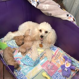 Rosy - Poodle