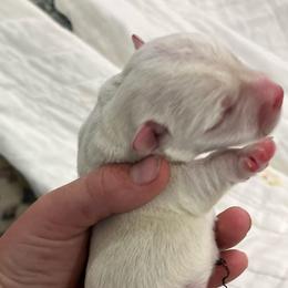 Female 3 - White female West Highland White Terrier puppy in Boaz, Alabama from Creekside Westies