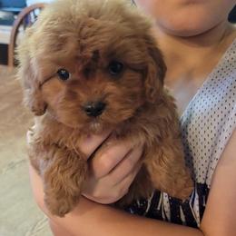 Cavalier King Charles Spaniel, Cavapoo, and Poodle Puppies from Rocky Desert Goldens and Cavaliers