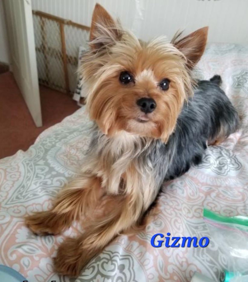 Giz - Yorkshire Terrier