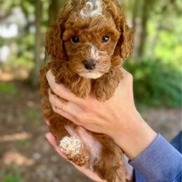Maverick - Red  male Goldendoodle puppy in Kenansville, North Carolina from J+A Family Doodles