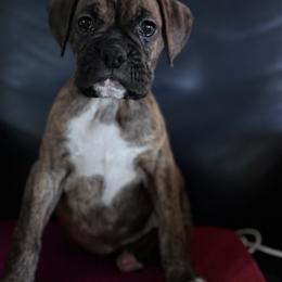 Boxer Puppies from TwinBrook Boxers