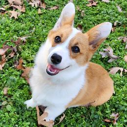 Ember - Pembroke Welsh Corgi
