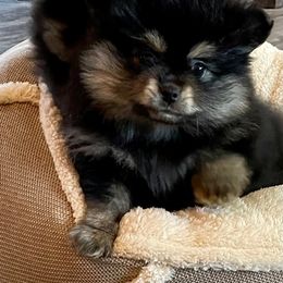 Pomeranian Puppies from Nikki’s lil Pomeranians