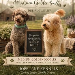 Goldendoodle puppies from Hope Lane Kennels