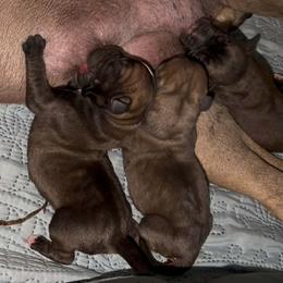 2nd Pick Male - Brown male Boerboel puppy in Laramie, Wyoming from Standing Stone Boerboels