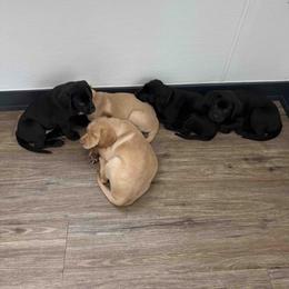 Labrador Retriever Puppies from Branley's Riverside Labradors