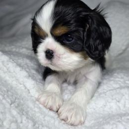 Cavalier King Charles Spaniel Puppies from Graceful Acres