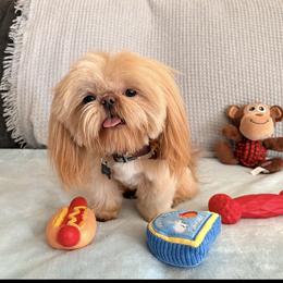 Chewy - Shih Tzu
