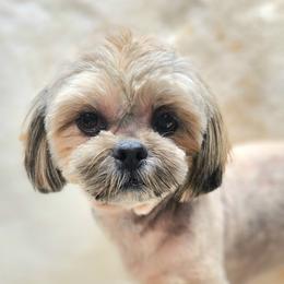Teeny - Shih Tzu