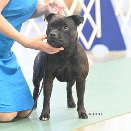 Freya  - Staffordshire Bull Terrier