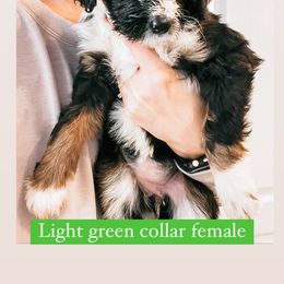 Sheepadoodle Puppies from Kings Doodles