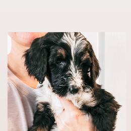 Sheepadoodle Puppies from Kings Doodles