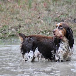 Hazel - English Springer Spaniel
