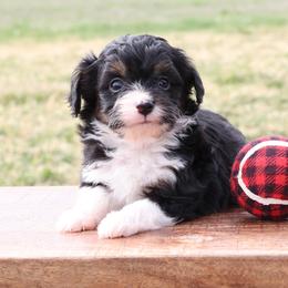 Bennet - Black tri male Miniature American Shepherd puppy in Hamilton, Montana from North Lake Aussies