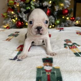 Flint - Black and white male Boston Terrier puppy in Kentucky from Graceful Paws