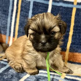 Hartman - Brindle male Shih Tzu puppy in Easley, South Carolina from Full of Shih Tzus