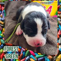Forest Green - Mantle male Great Dane puppy in Brookings, South Dakota from Debonair Danes