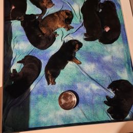 German Shepherd Puppies from Von WestLynn German Shepherds