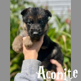 Aconite - Black and tan male German Shepherd puppy in Lewisburg, Kentucky from RED’s German Shepherds