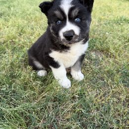 Aries - Black and white Siberian Husky puppy in King William, Virginia from Zodiac Moon Huskies