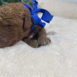 Goldendoodle Puppies from BlueCopper Doodles