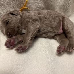 Long Haired Weimaraner Puppies from Northern Bluegrass Weimaraners