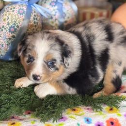 Darla - Blue merle female Miniature Australian Shepherd puppy in California from Eagle River Aussies