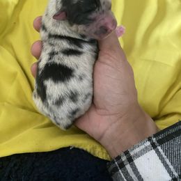 Pomsky Puppies from Pomsky‘s Palace