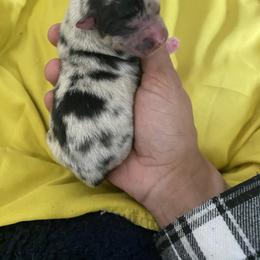 Pomsky Puppies from Pomsky‘s Palace