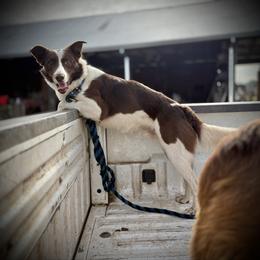 Pike - White and red male Border Collie puppy in North Lakeport, California from Wild Rose Ranch