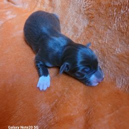 Radar - White and red male Border Collie puppy in Watsontown, Pennsylvania from Kate Gresham