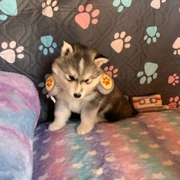 Siberian Husky Puppies from Canace Siberians